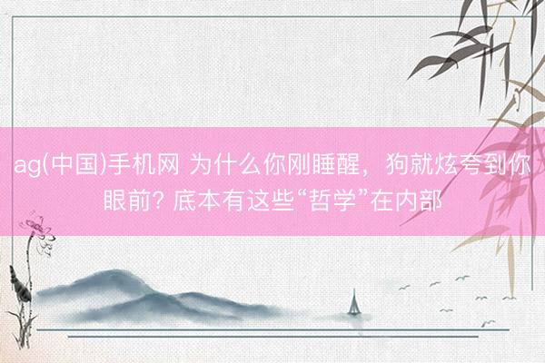 ag(中国)手机网 为什么你刚睡醒,狗就炫夸到你眼前? 底本有这些“哲学”在内部